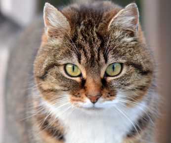 Kedi
