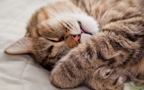 Kedi uyuyor