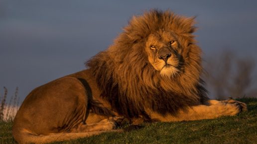 Aslan