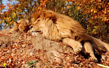 Aslan ve aslan yavrusu uyuyor