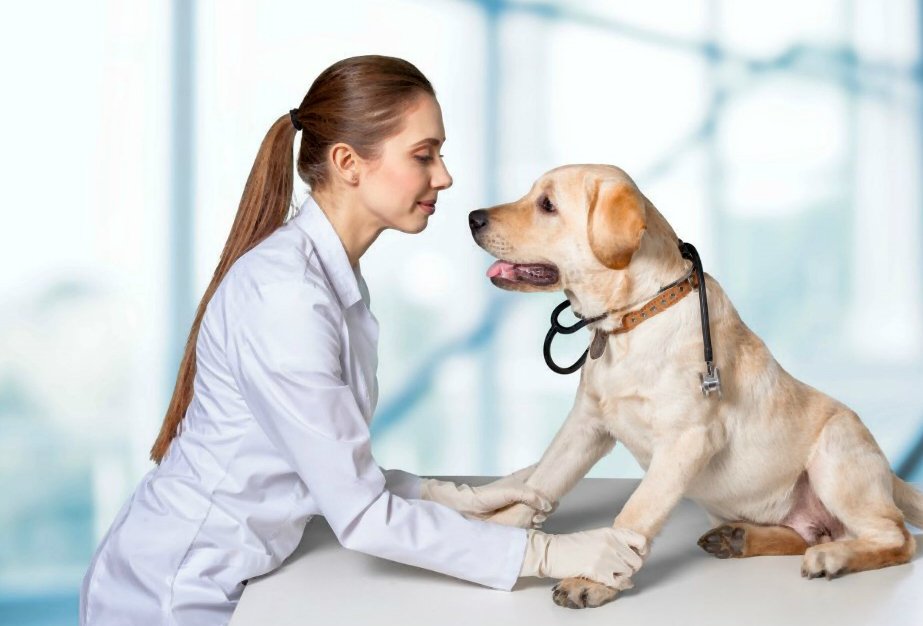 Köpek Kalça Displazisi: tanı, tedavi ve prognoz