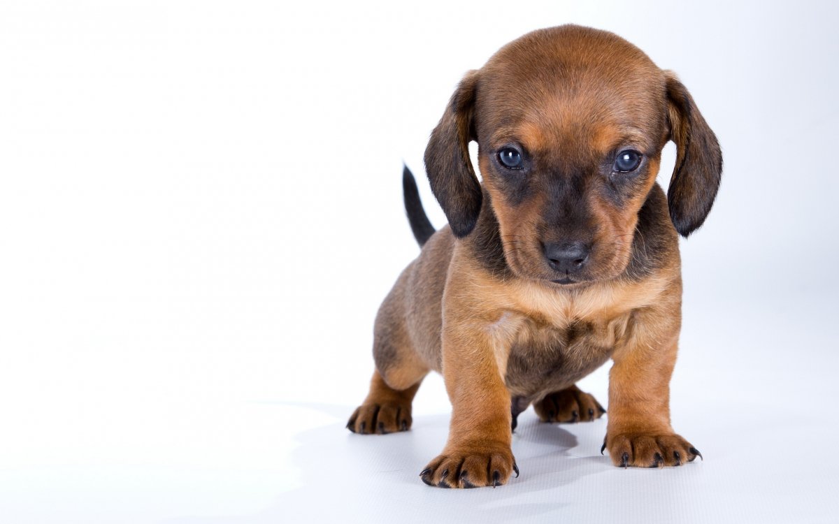 Köpek Kalça Displazisi: tanı, tedavi ve prognoz