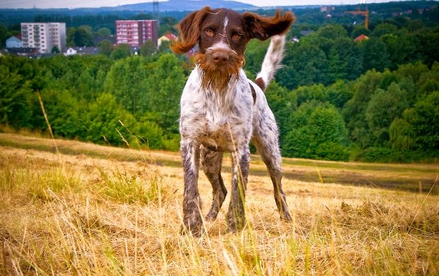 Drathaar çok enerjik bir köpektir. Bazı işlerle meşgul olmalılar, gün boyu oynayabilecekleri veya çalışabilecekleri çok fazla yaşam enerjisine sahipler. Drathaar çok enerjik bir köpektir. Bazı işlerle meşgul olmalılar, gün boyu oynayabilecekleri veya çalışabilecekleri çok fazla yaşam enerjisine sahipler.