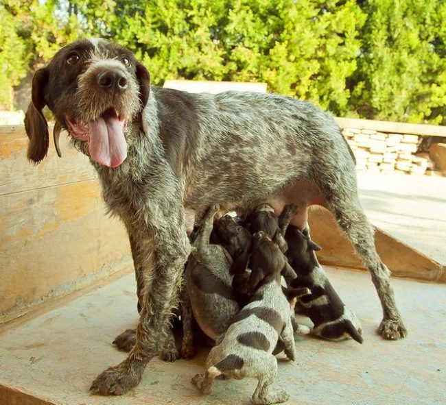 Annemin sütü her köpek için en iyi besindir Annemin sütü her köpek için en iyi besindir
