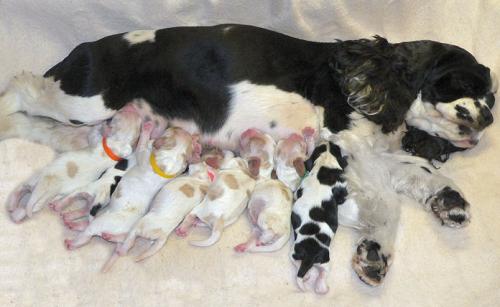 Köpeklerde eklampsi (doğum sonrası tetanyum): nedenleri, belirtileri ve tedavisi