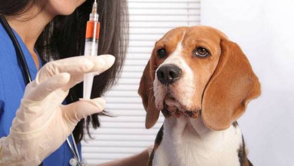 Veteriner hekime beagle