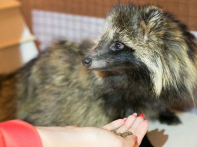 Evde rakun köpeği beslemek