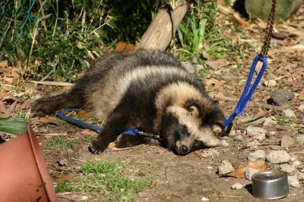 Rakun köpeğini dışarıda tutmak