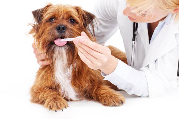 Köpeklerde Enterokolit
