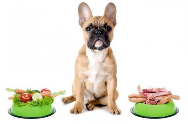 Enterokolit için köpek beslenmesi