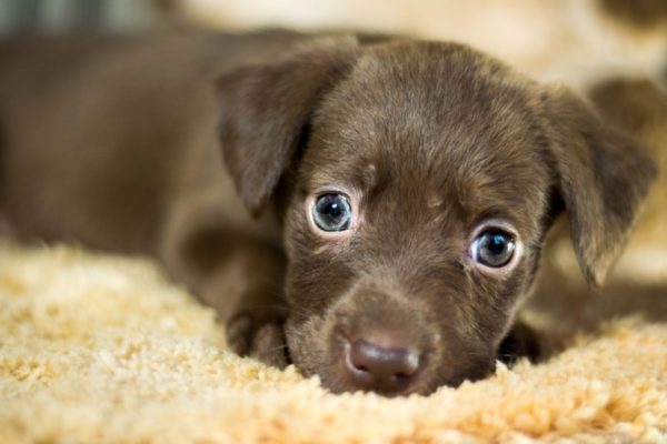 Enterosgel köpek yavrusu