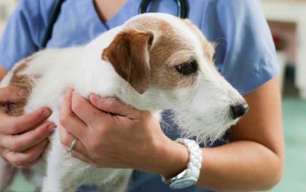 Enterosgel köpeği