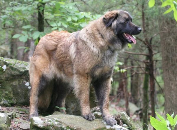 Estrel Shepherd