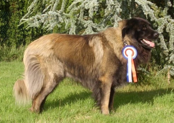 Ödül ile estrel Çoban Köpeği