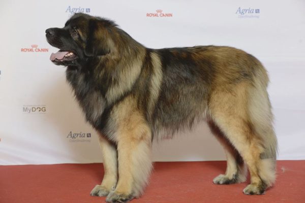 Estrel Shepherd Dog Breed Açıklama