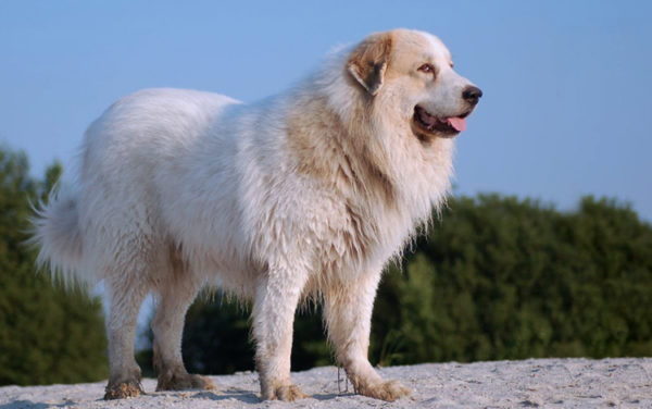 Estrel Çoban Köpeği Standları