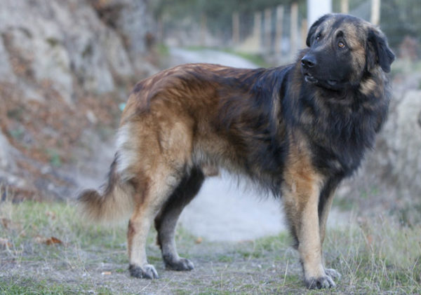 Vahşi doğada Estrel Shepherd