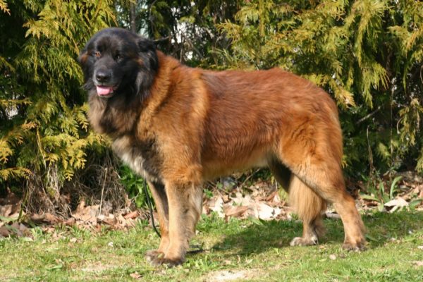 Estrel Sheepdog izliyor