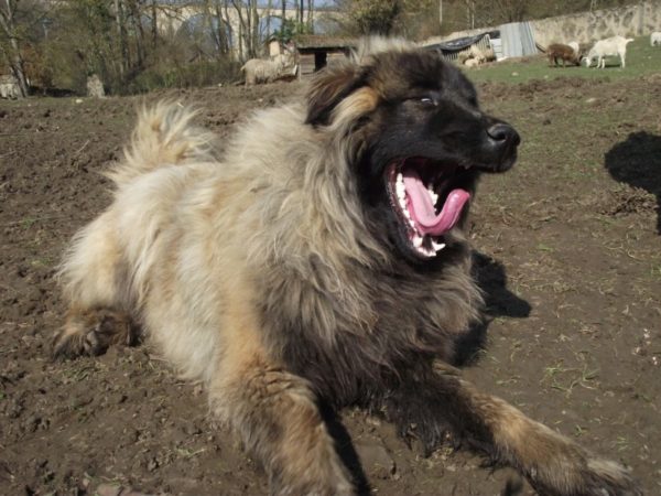 Estrel Shepherd