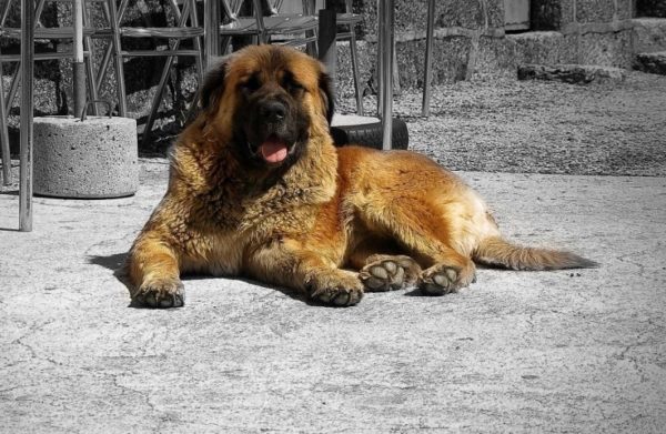 Estrel Çoban Köpeği Yatıyor