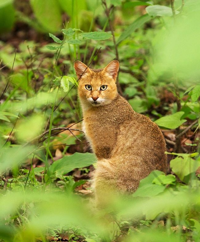 Kamış kedisi, neredeyse diğer tüm kedi temsilcilerinin aksine, sudan hiç de korkmuyor. Kamış kedisi, neredeyse diğer tüm kedi temsilcilerinin aksine, sudan hiç de korkmuyor.
