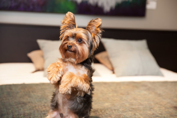 Yorkshire Terrier karakteri makaleyi okudu