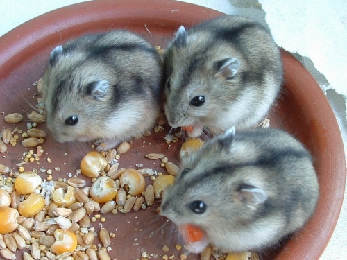 Campbell Hamster