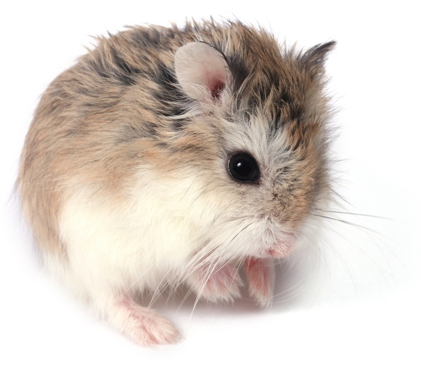Roborovsky Hamster