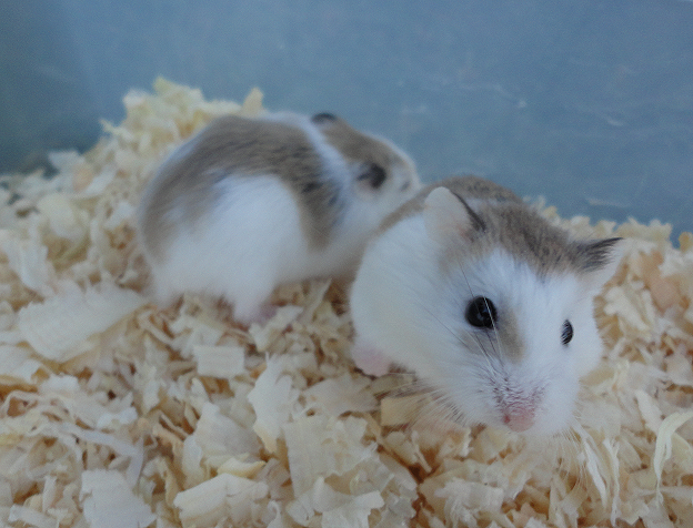 Roborovsky Hamster