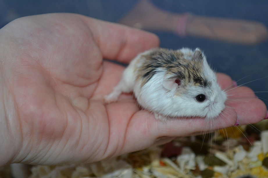 Roborovsky Hamster