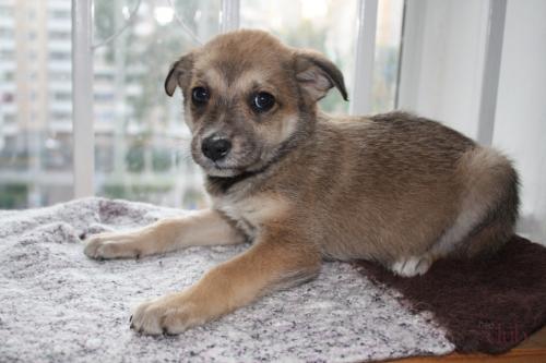 Melez Köpekleri İçin İsimler: Kızlar ve çocuklar