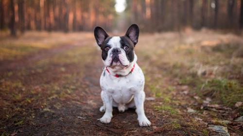 Fransız bir bulldog adı nasıl