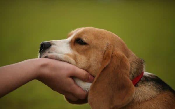 Köpeğe lider olduğunu nasıl gösterirsin