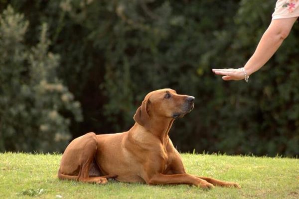 Köpeğe nasıl lider olduğunuzu gösterme makaleyi okuyun