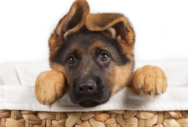 Sevimli köpek