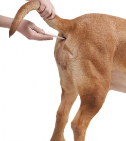 Köpeğin vücut sıcaklığının ölçülmesi