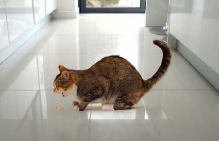 Kedi kusması