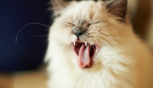 Kedi hapşırıyor