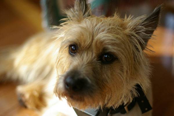 Cairn Terrier Makaleyi Oku