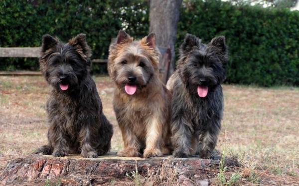 Cairn Terrier Trio
