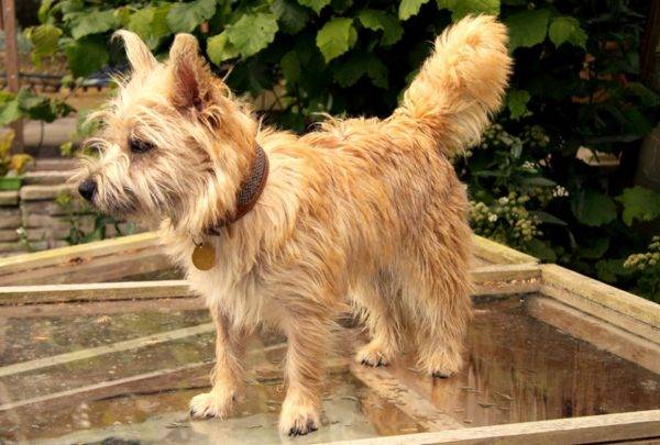 Cairn Terrier cins açıklaması