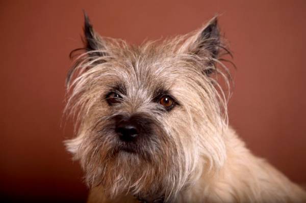 Cairn terrier namlu