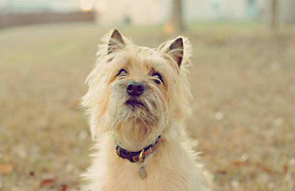 Cairn Terrier izliyor