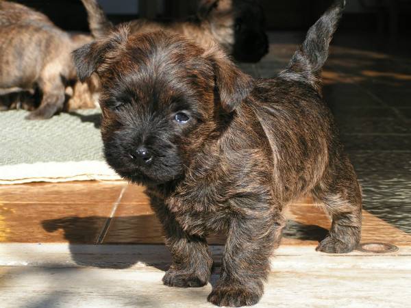 Cairn Terrier Köpek