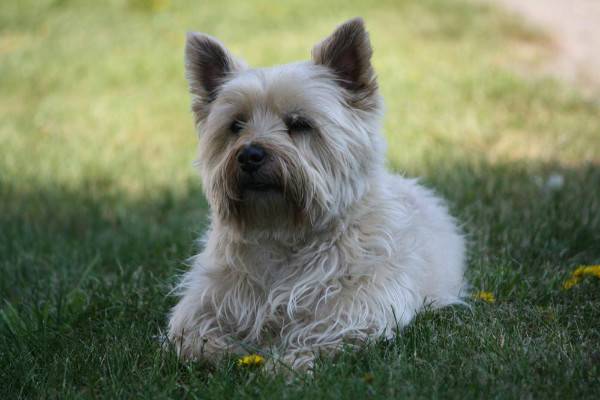 Cairn Terrier Yatıyor