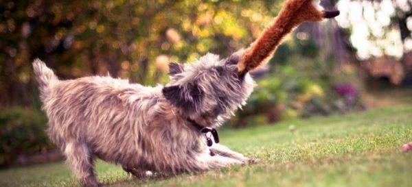 Cairn Terrier oynuyor