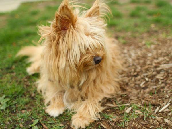 Doğada Cairn terrier