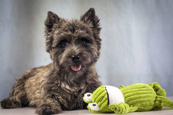 Cairn terrier ile oyuncak