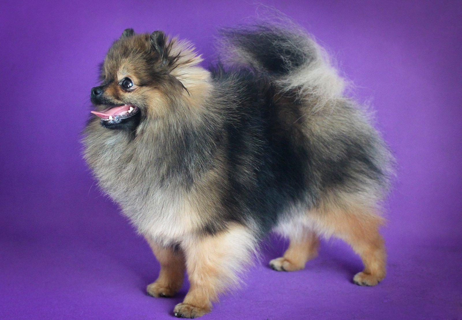Spitz