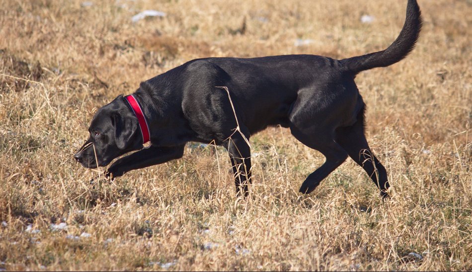 Labrador